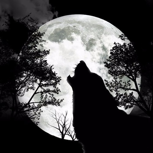 L’Heure du Loup – playlist en hommage aux…loups